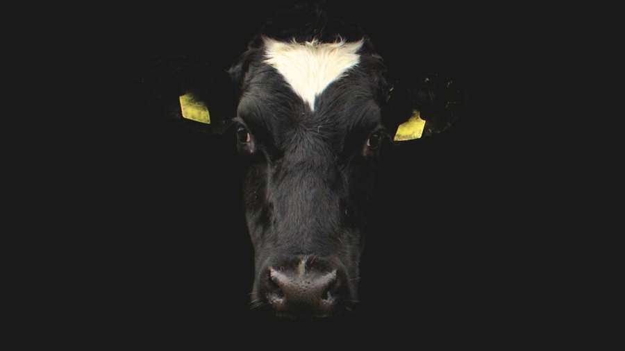 Banke Bihari dairy cow portrait