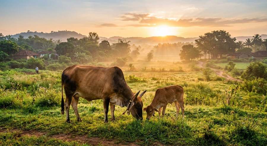 Banke Bihari desi cow and calf grazing at sunrise